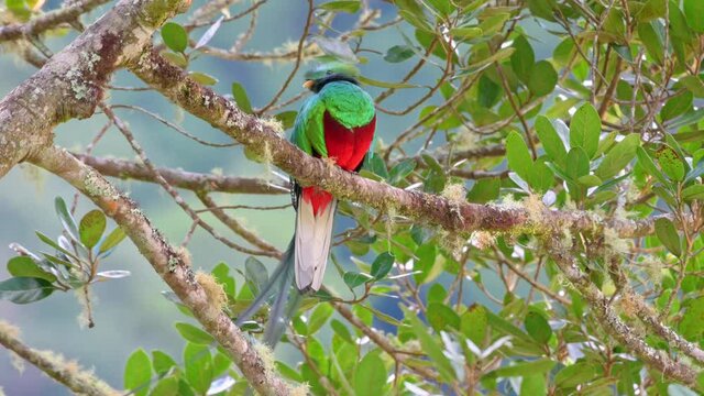 brightly colorful male Resplendent quetzal (Pharomachrus mocinno) on a wild avocado tree, San Gerardo de Dota, Costa Rica, Central America