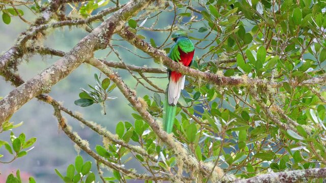 brightly colorful male Resplendent quetzal (Pharomachrus mocinno) on a wild avocado tree, San Gerardo de Dota, Costa Rica, Central America