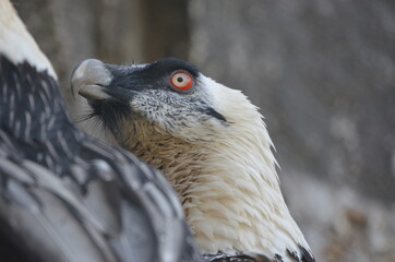 Closeup of the head of a bearded vulture
