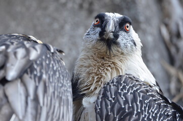 Closeup of the head of a bearded vulture