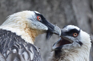 A couple of bearded vultures