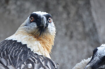 Closeup of the head of a bearded vulture