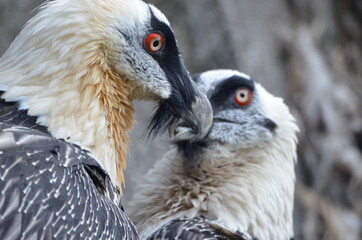 A couple of bearded vultures