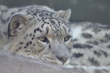 Closeup of a dozing Snow leopard