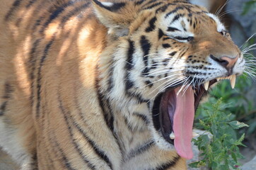 A yawning siberian tiger is showing his teeth