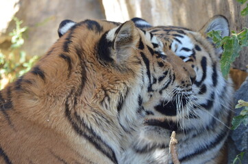 A pair of Siberian Tigers
