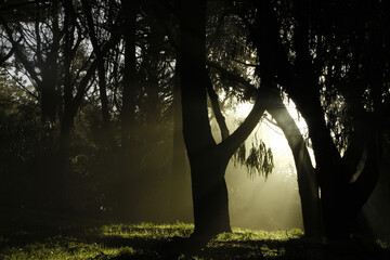 A light in the trees in the forest at dawn