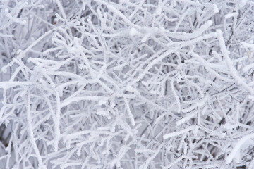 Winter classic texture. The texture of the branches in hoarfrost. Uniform background for winter photography