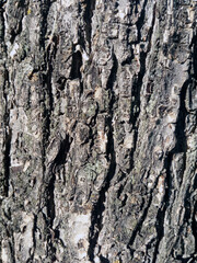 Texture of tree bark