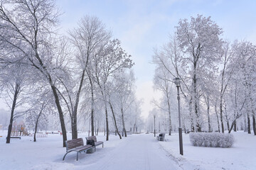 Fototapeta na wymiar Frosty snow alley in the winter Park with benches. Trees covered with snow. Walking in the fresh air