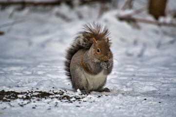 An Eastern gray squirrel eating the food on the snow.   Burnaby BC Canada