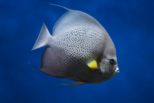 French angelfish (Pomacanthus paru). Fish under water. Blur.