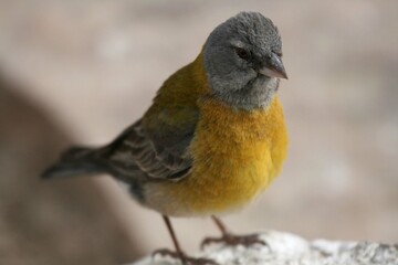 Phrygile &agrave; t&ecirc;te grise / Phrygilus gayi - 2008 11 11 140223 Argentine - Cabo dos Bahia - 226