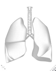 beautiful clean clinical monotone white and grey human lungs respiratory organ fully editable