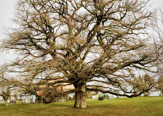 Large old Oaktree