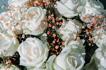 Delicate sensual white roses with small Gypsophila flowers for decoration. close-up