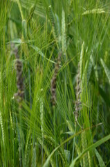 fungal diseases on the ear of brewing barley.
