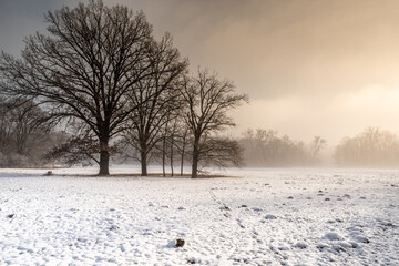 zimowa mgła w parku - obrazy, fototapety, plakaty