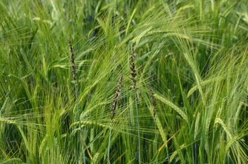 fungal diseases on the ear of brewing barley.