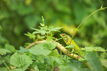 Common calot in thickets. Bentota. Sri Lanka
