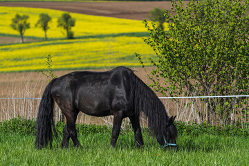 Friesian horse grazing in the meadow