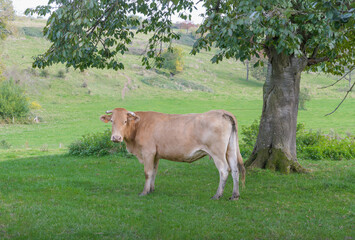 Natural look of cow in a green field.  with real details