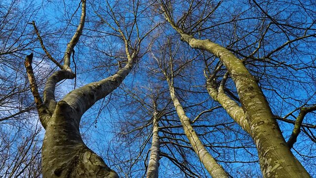 Winter landscape in the Gorbeia Natural Park, Alava, Basque Country, Spain, Europe
