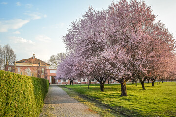 Blooming sakura in the garden of Troja Castle, Prague, Czech Republic - obrazy, fototapety, plakaty