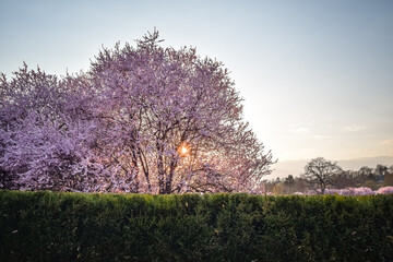 Sakura trees at sunset, Troja Castle, Prague, Czech Republic - obrazy, fototapety, plakaty