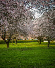 Obraz premium Sakura trees in the gardens, Troja Castle, Prague, Czech Republic