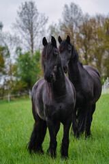 Two black friesian horses standing on the pasture