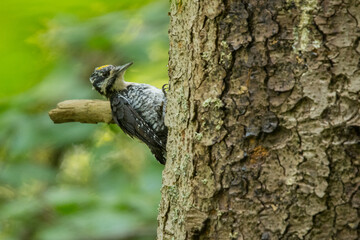 Eurasian three-toed woodpecker, Picoides tridactylus