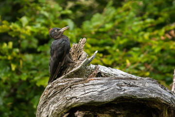 Black woodpecker, Dryocopus martius
