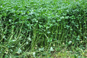 In the spring field young clover grows
