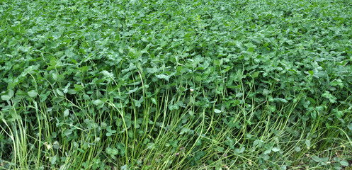 In the spring field young clover grows