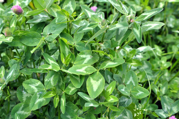 In the spring field young clover grows