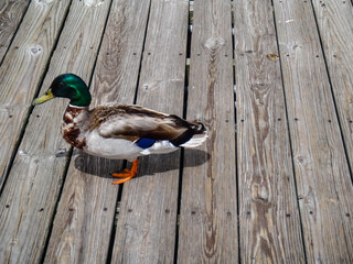 Male mallard duck standing on a deck