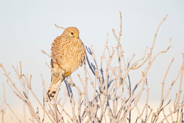 A common kestrel (Falco tinnunculus) perched on a branch with freezing temperatures.
