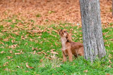 A dog cavalier King Charles, a cute puppy standing in the fallen leaves in autumn
