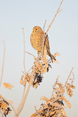 A common kestrel (Falco tinnunculus) perched on a branch with freezing temperatures.