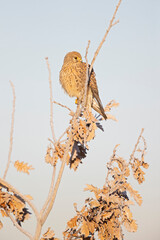 A common kestrel (Falco tinnunculus) perched on a branch with freezing temperatures.