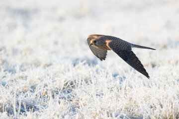 A common kestrel (Falco tinnunculus) in flight.