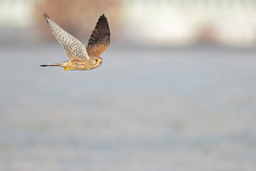 A common kestrel (Falco tinnunculus) in flight.