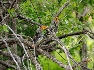 Habitat shot of Southern yellow-billed hornbill (Tockus leucomelas) in a tree in Zimbabwe, Africa
