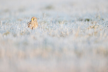 A common kestrel (Falco tinnunculus) viewed from a low angle resting in the frozen grass.