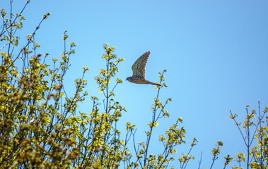 kestrel (Falco tinnunculus) on the wing in a blue sky hunting prey on the ground below