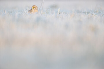 A common kestrel (Falco tinnunculus) viewed from a low angle resting in the frozen grass.