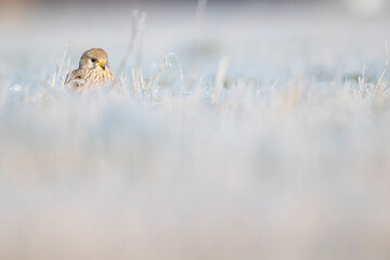 A common kestrel (Falco tinnunculus) viewed from a low angle resting in the frozen grass.