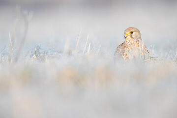 A common kestrel (Falco tinnunculus) viewed from a low angle resting in the frozen grass.