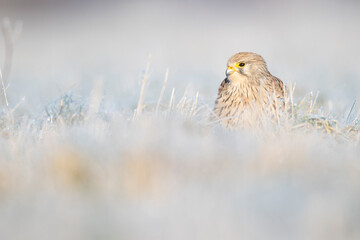 A common kestrel (Falco tinnunculus) viewed from a low angle resting in the frozen grass.